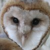 barnowl