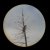 Digiscoping