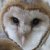 Digiscoping